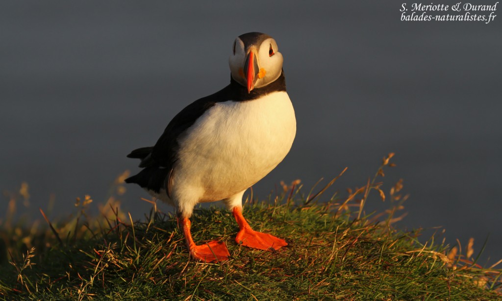 Macareux moine, Latrabjarg