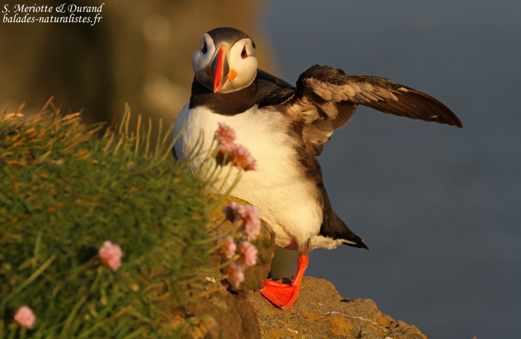 Macareux moine, Latrabjarg