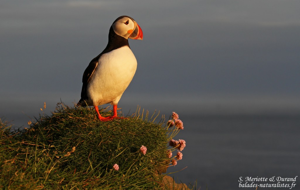 Macareux moine, Latrabjarg
