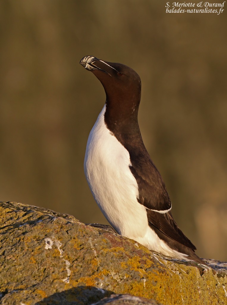 Pingouin torda, Latrabjarg