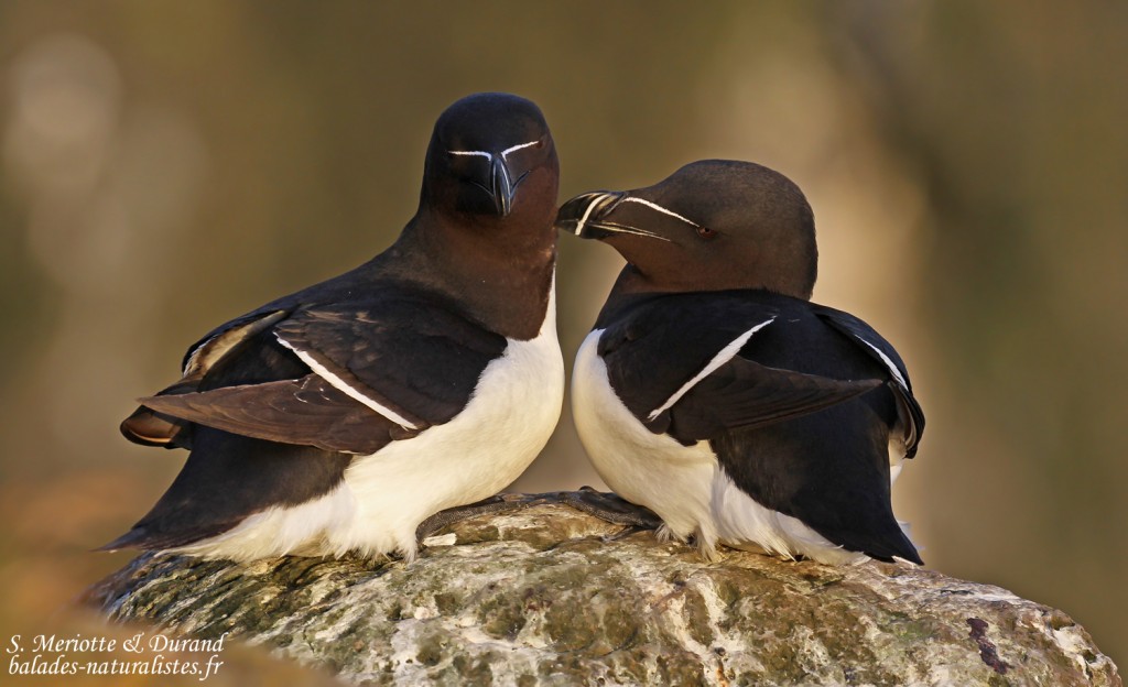 Pingouin torda, Latrabjarg