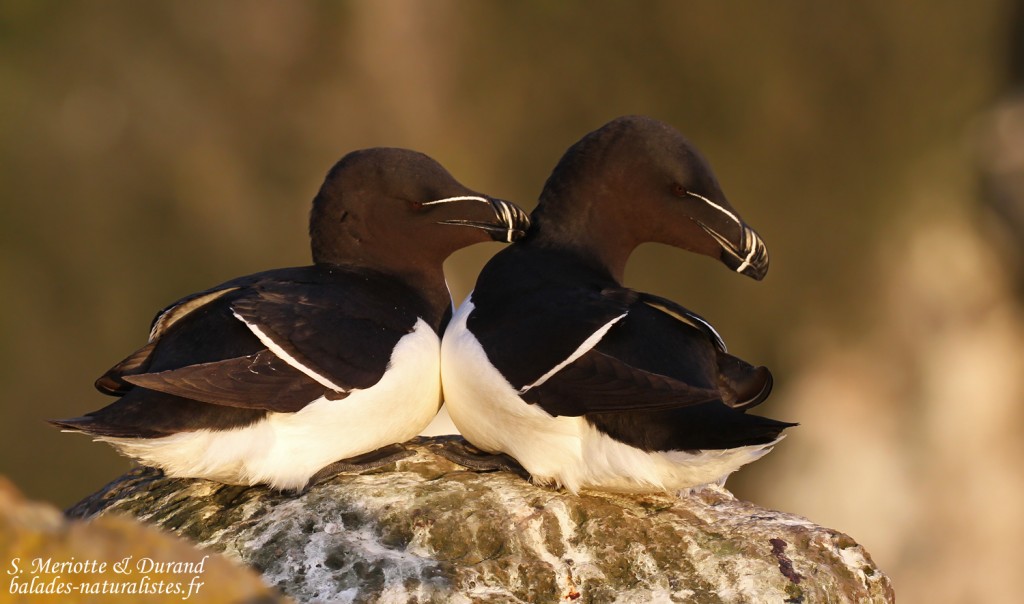 Pingouin torda, Latrabjarg