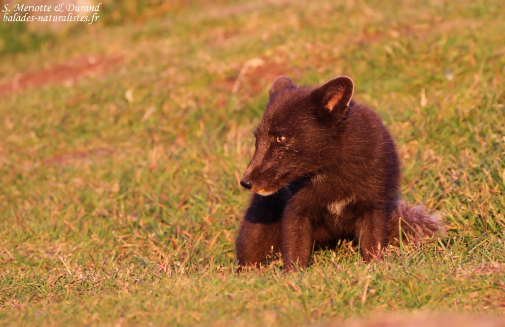 Renard polaire en chasse sur les falaises de Latrabjarg
