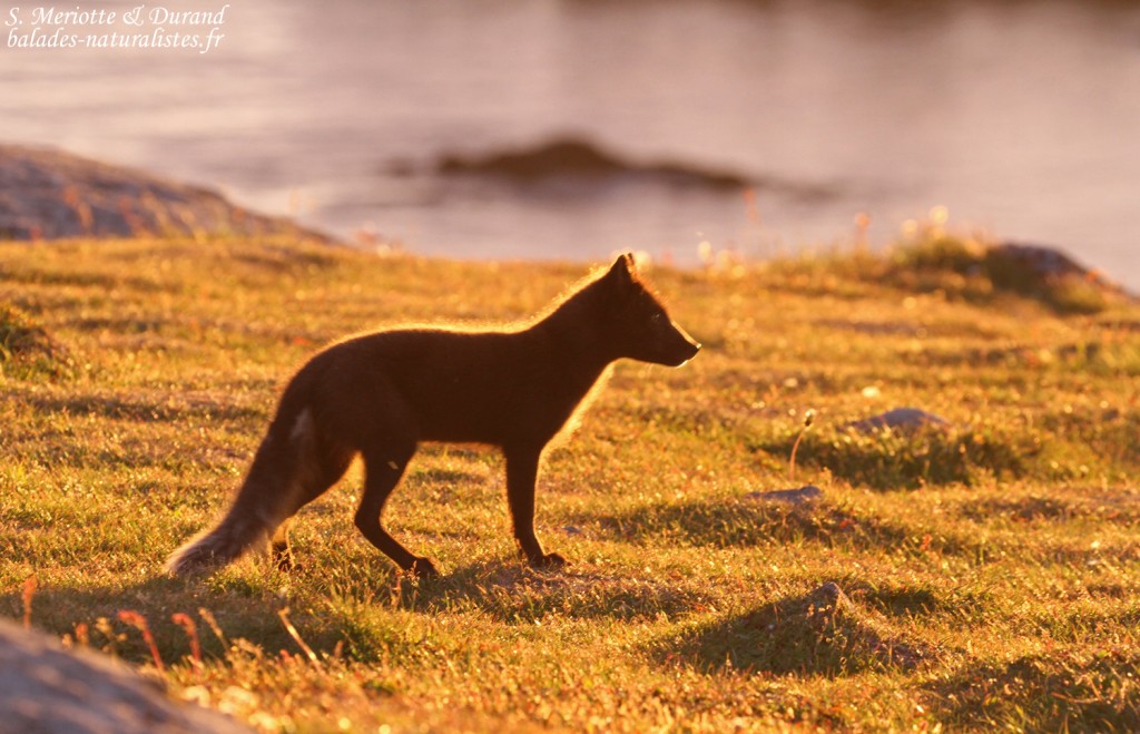 Renard polaire en chasse sur les falaises de Latrabjarg