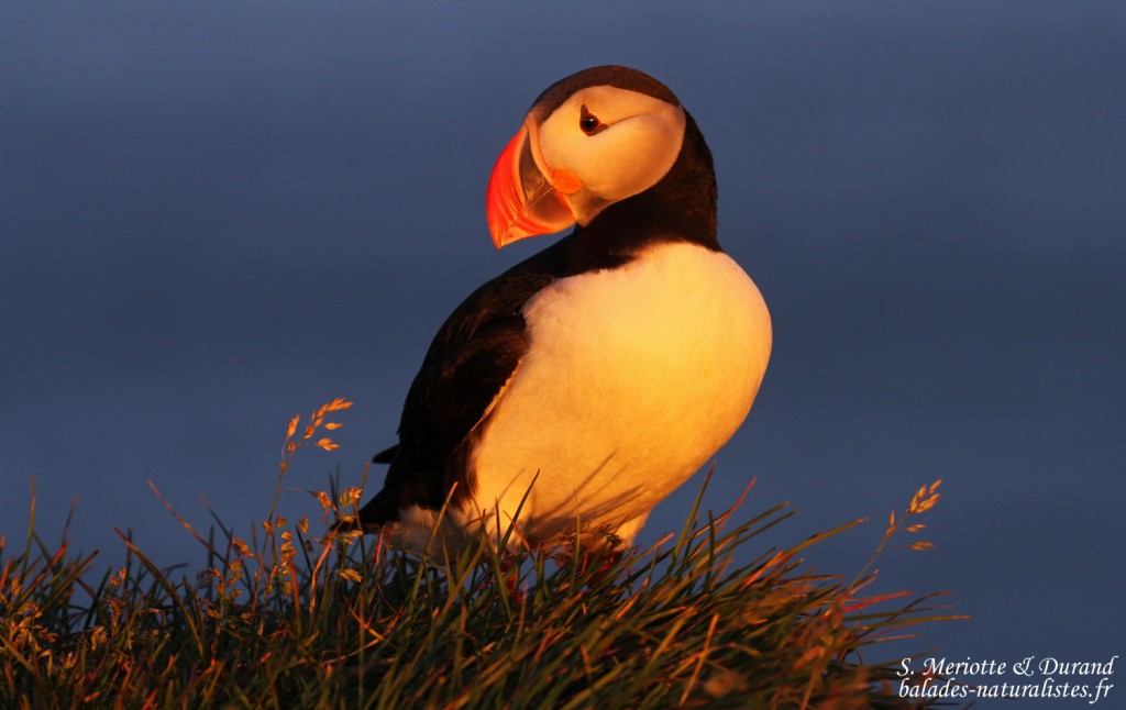 Macareux moine, Latrabjarg