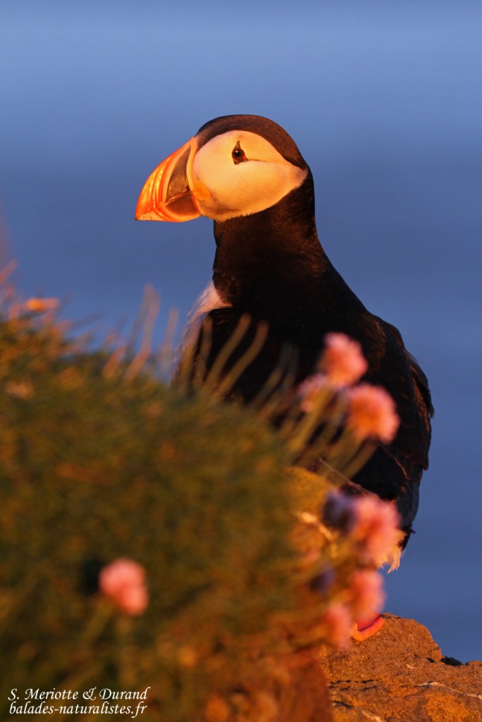 Macareux moine, Latrabjarg