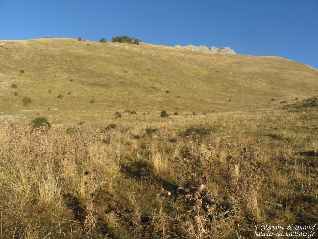Sentier vers le Pic de Gleize