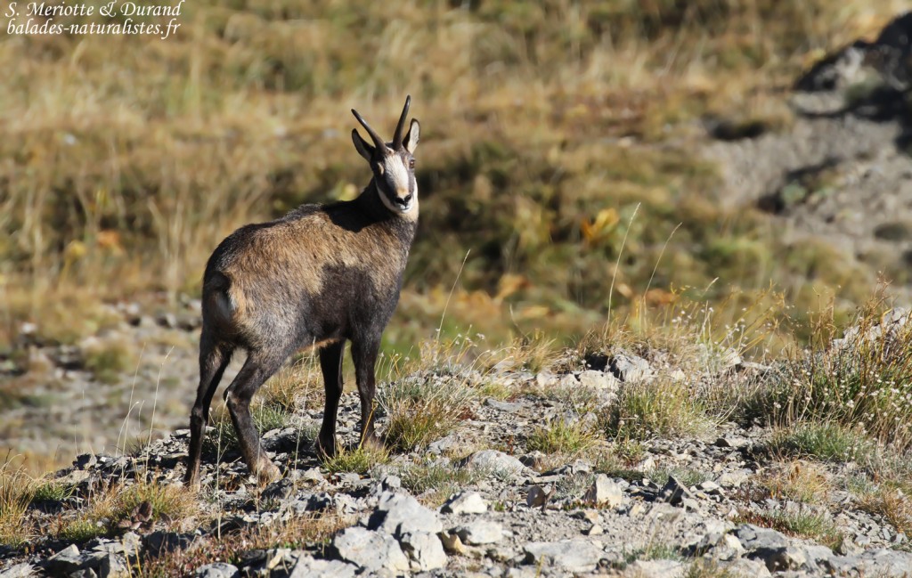 Chamois, Pic de Gleize