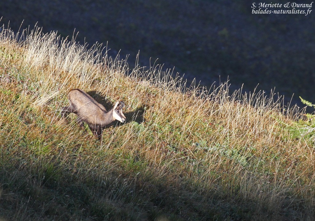 Chamois, Pic de Gleize
