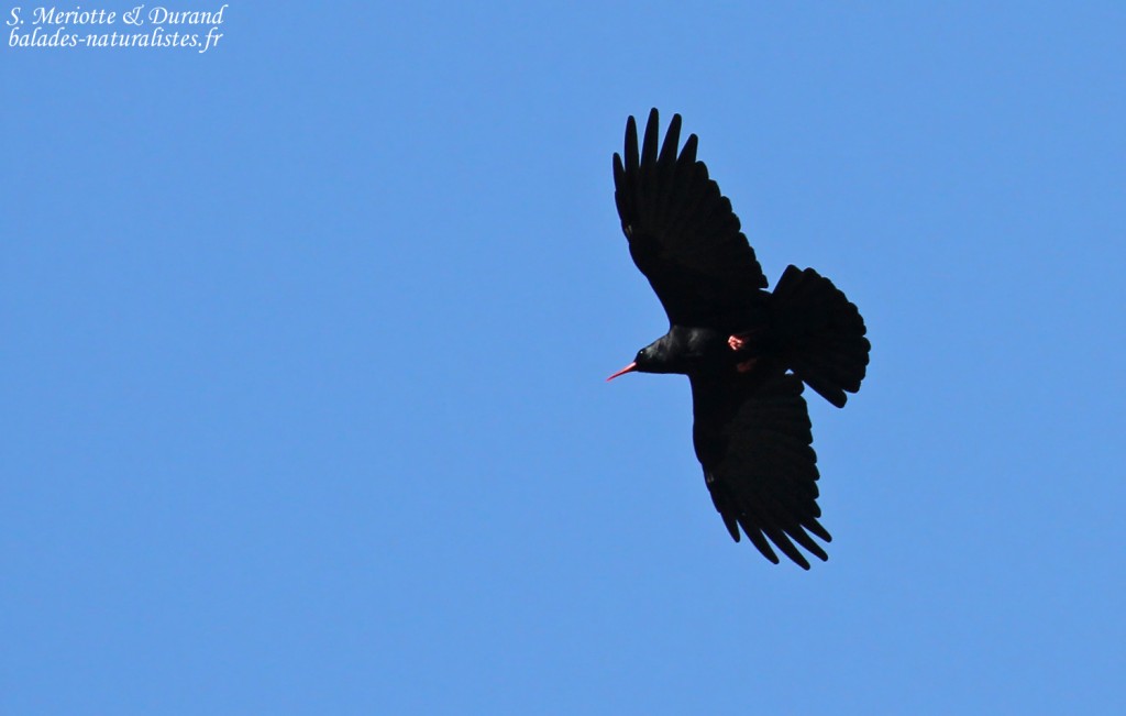 Crave à bec rouge, Pic de Gleize