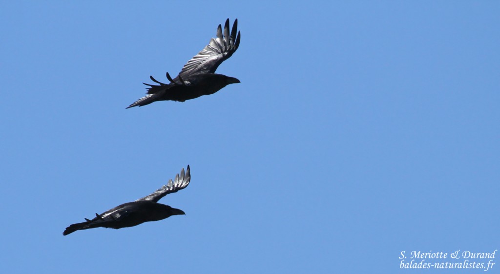 Grands corbeaux, Pic de Gleize