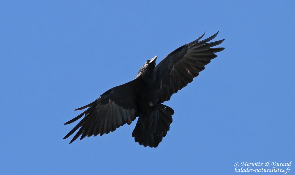 Grand Corbeau, Pic de Gleize