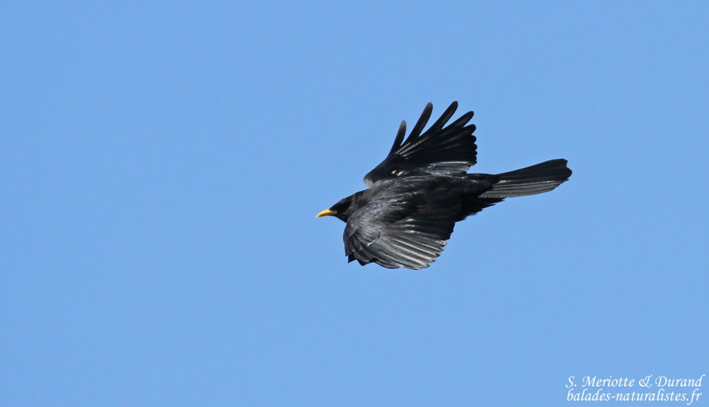 Chocard à bec jaune, Pic de Gleize