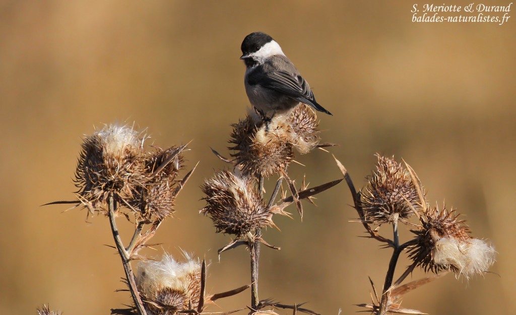 Mésange boréale, Pic de Gleize