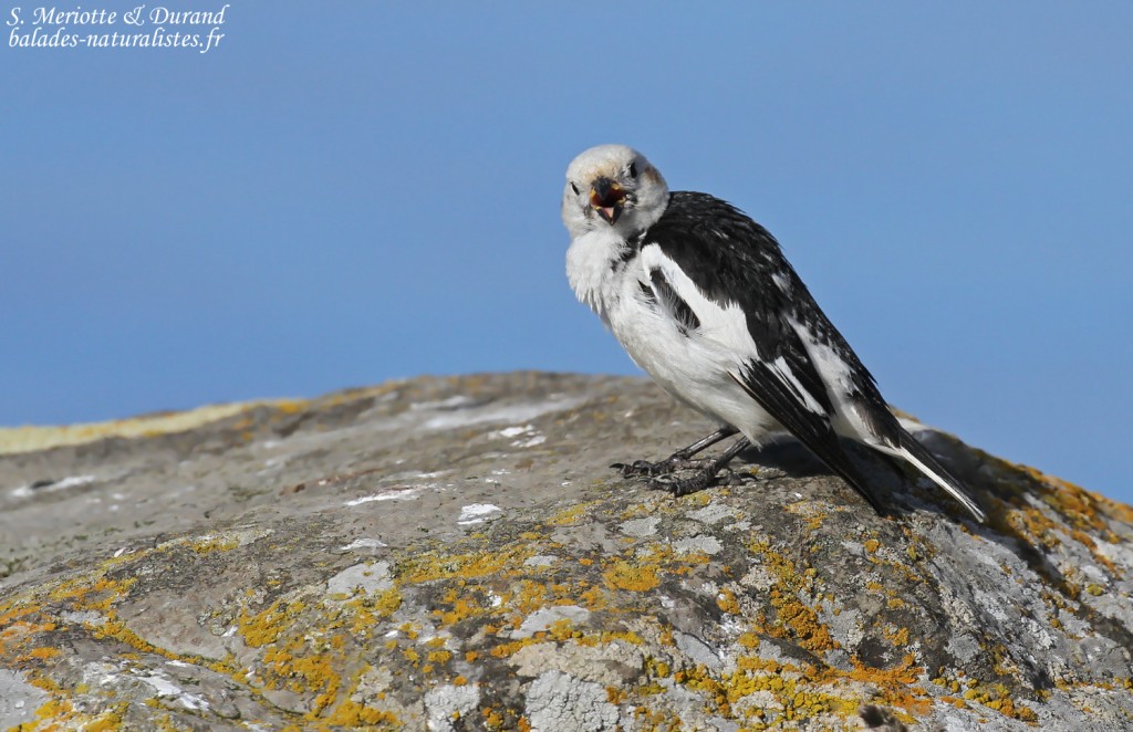 Bruant des neiges, mâle adulte