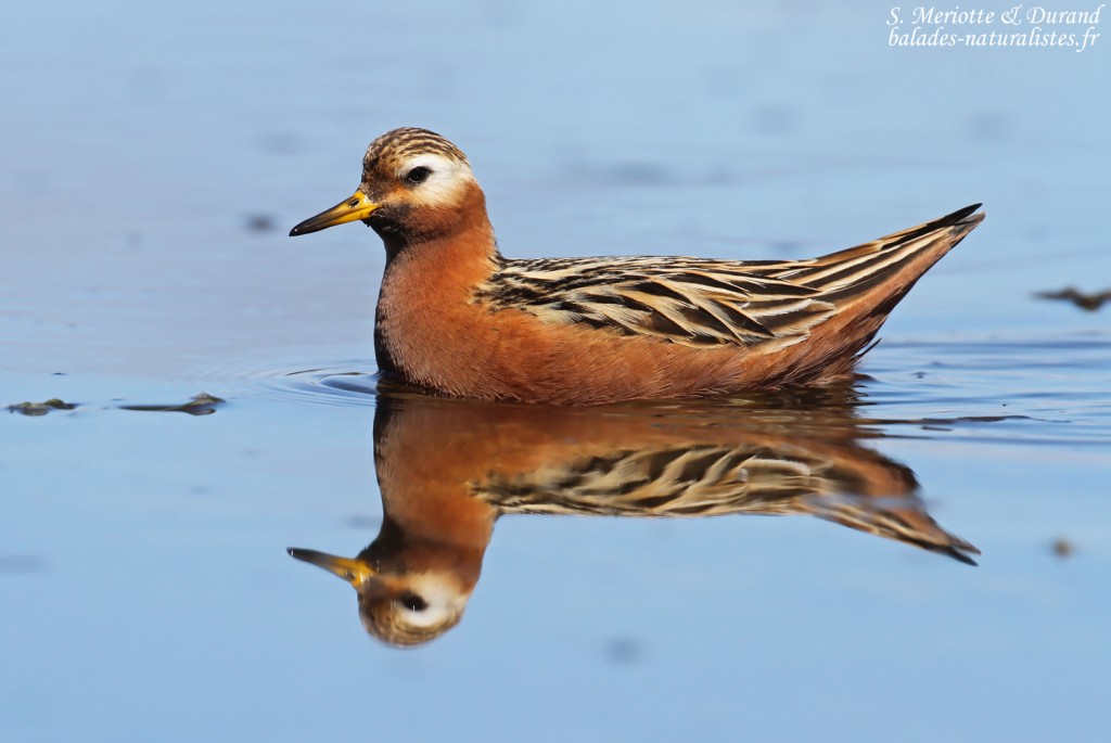 flatey-10phalarope-a-bec-large