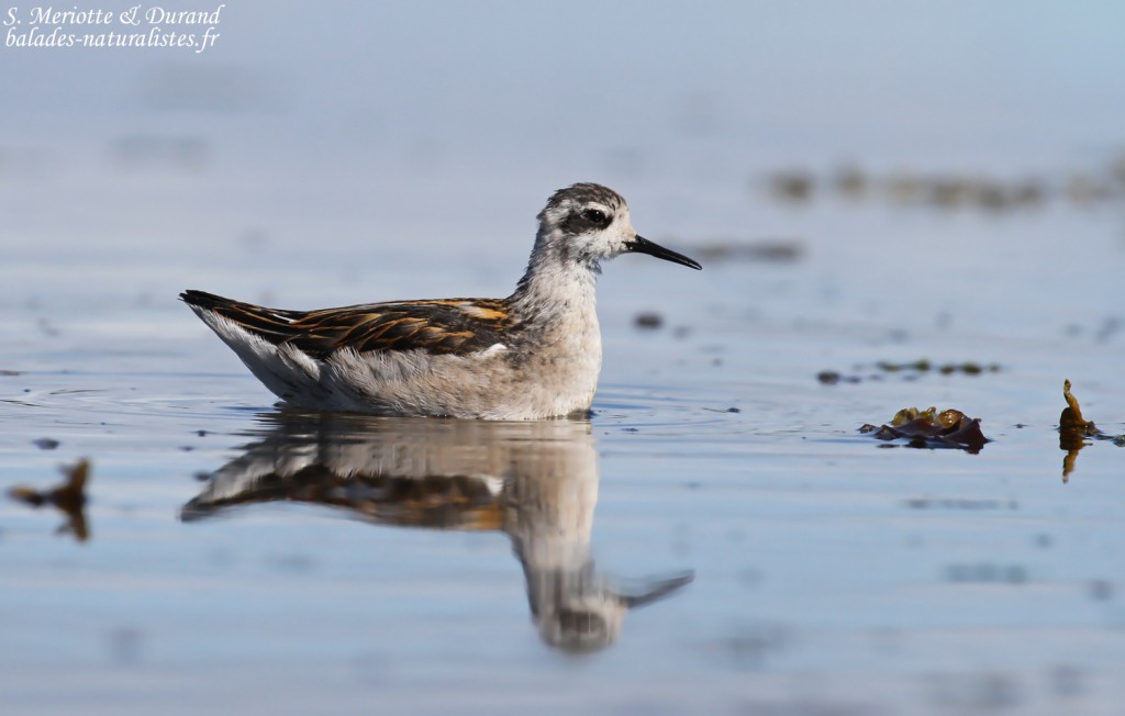 Phalarope à bec étroit