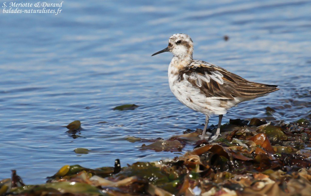 Phalarope à bec étroit, adulte en mue