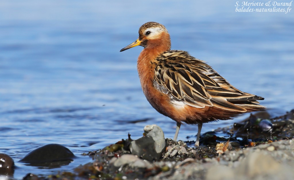 flatey-14phalarope-a-bec-large