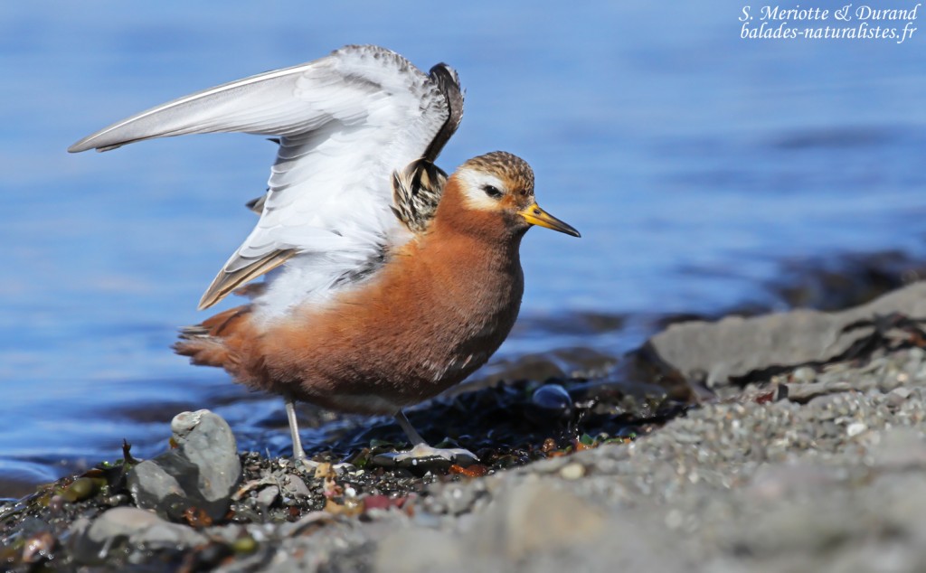 Phalarope à bec large, toilette d'un mâle 