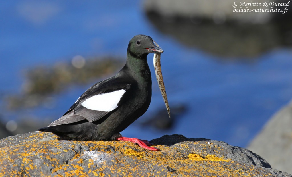 Guillemot à miroir en plein ravitaillement (Une Sigouine dans le bec)