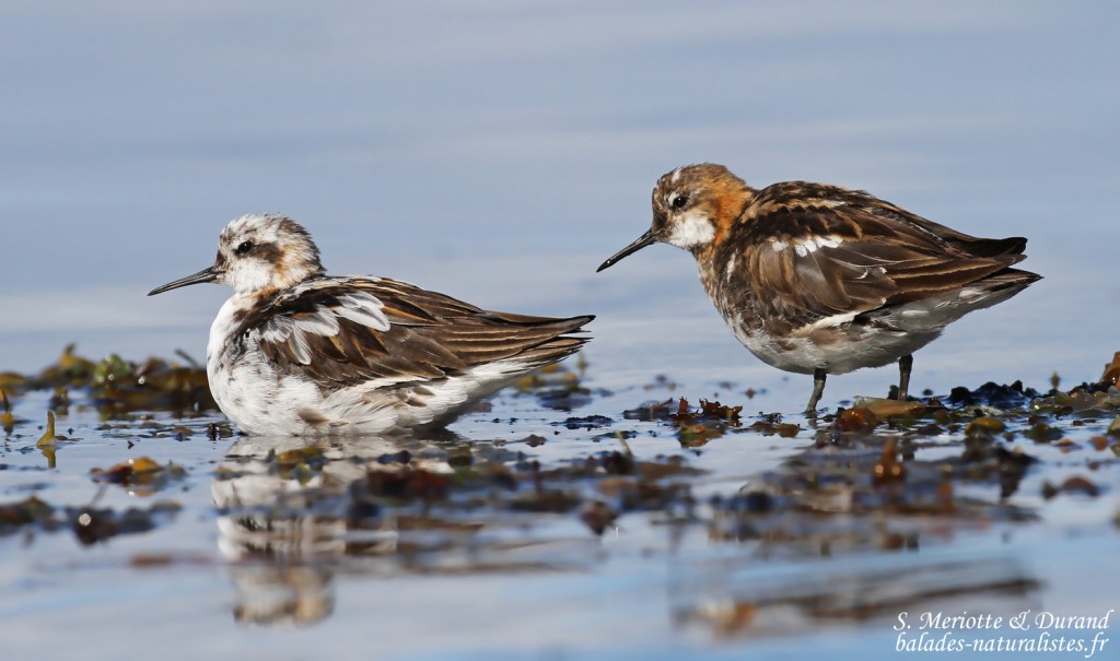 Phalarope à bec étroit, adultes à différents stades de mue