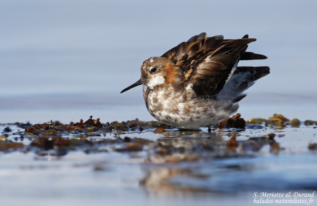 flatey-24phalarope-a-bec-etroit