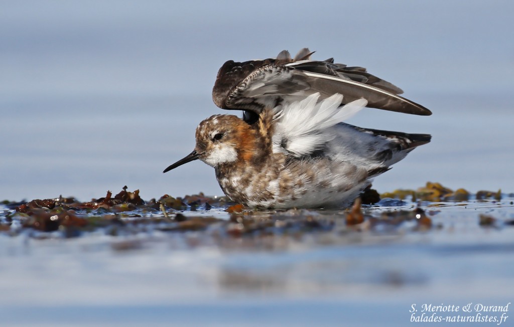 flatey-25phalarope-a-bec-etroit