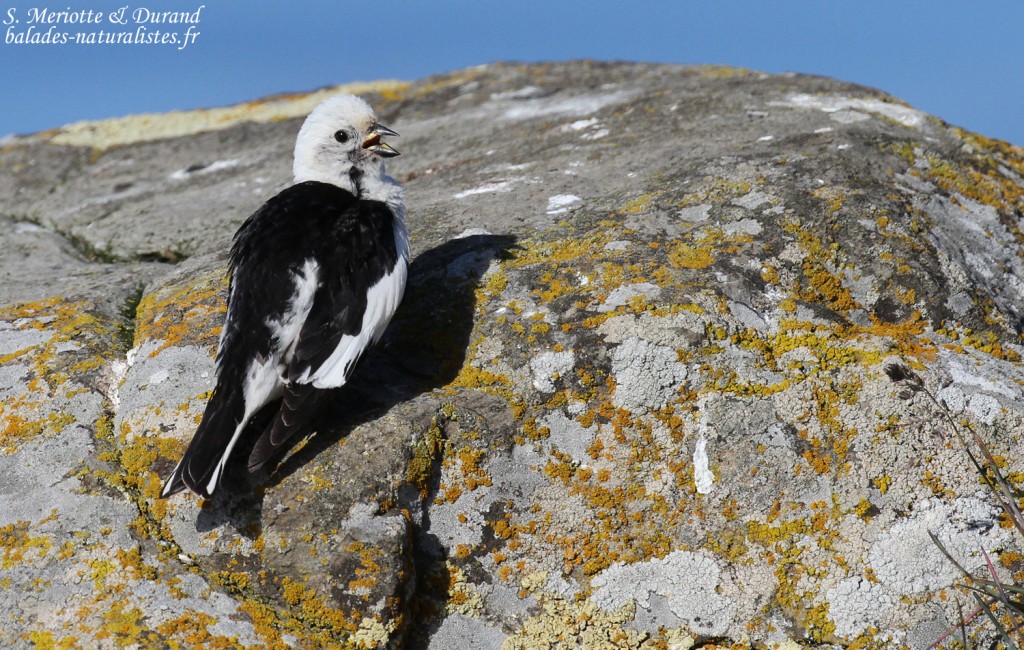 Bruant des neiges, mâle adulte en plumage nuptial