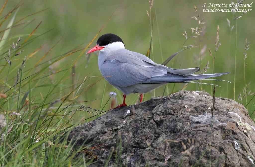 Sterne arctique adulte