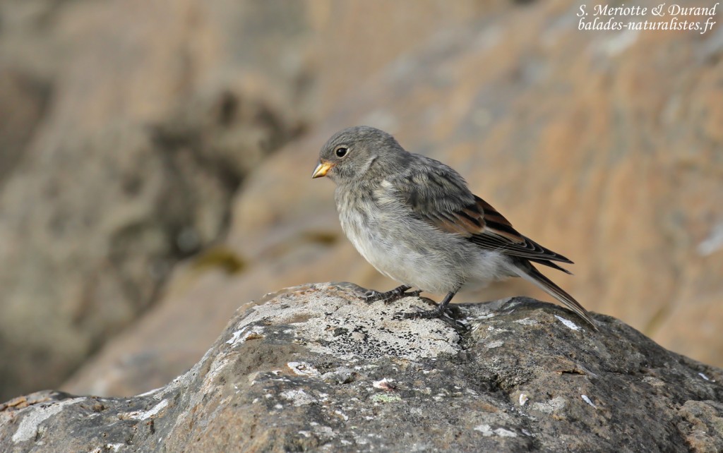 flatey-30jeune-bruant-des-neiges