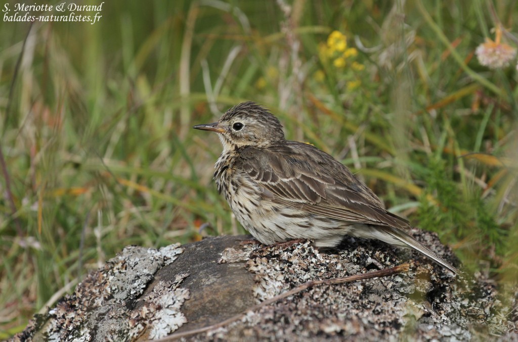 Pipit farlouse