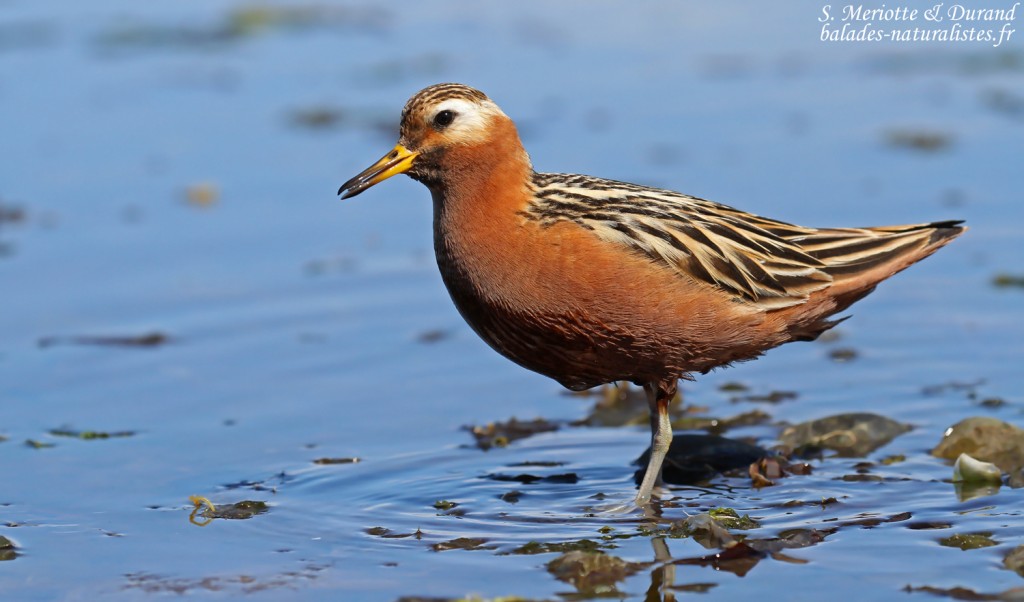Phalarope à bec large, mâle adulte