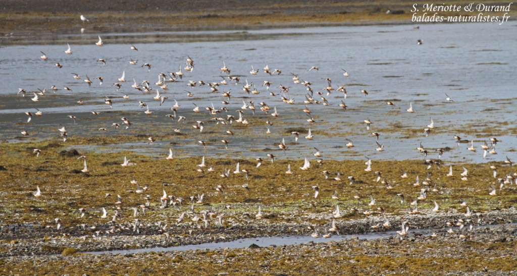 Vol de Bécasseaux maubèches adultes en halte migratoire 