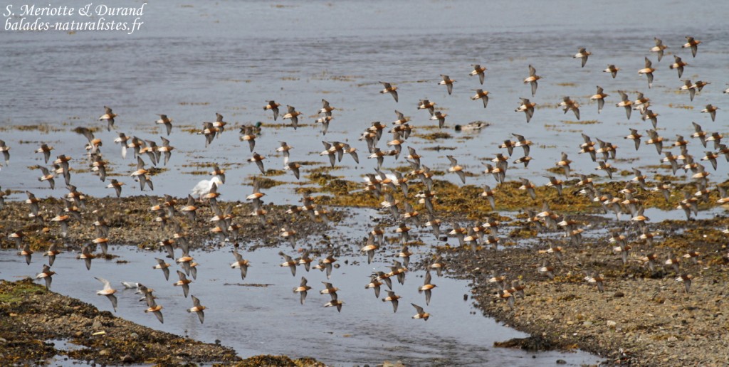 Vol de Bécasseaux maubèches en halte migratoire sur les vasières islandaises