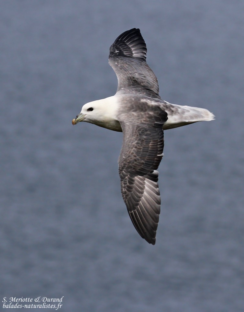 Fulmar boréal longeant les falaises du fjord