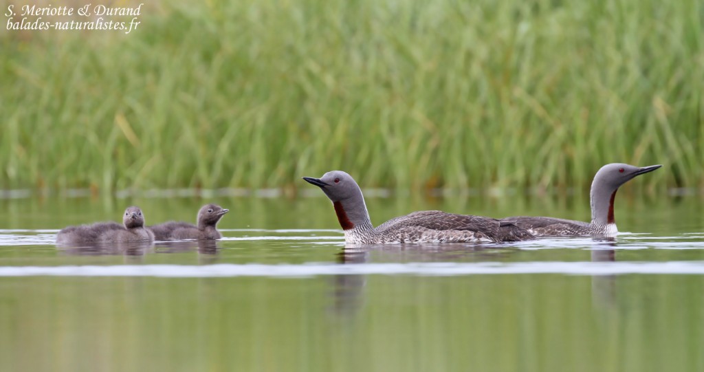 La famille de Plongeons catmarins