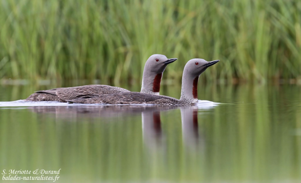 Couple nuptial de Plongeons catmarins