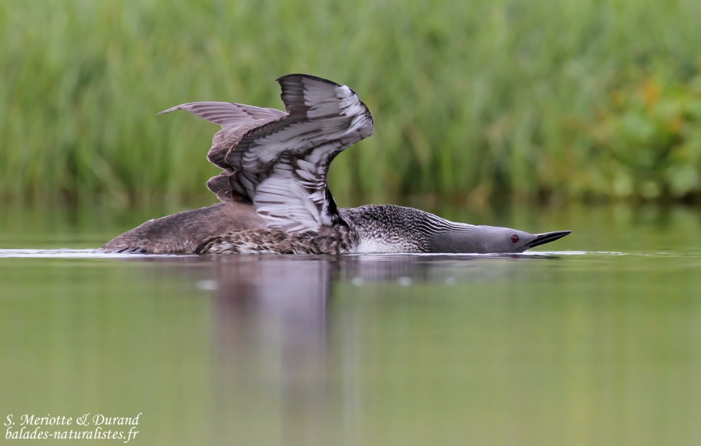 Plongeon catmarin, adulte nuptial