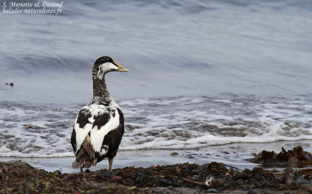 Eider à duvet, mâle en mue