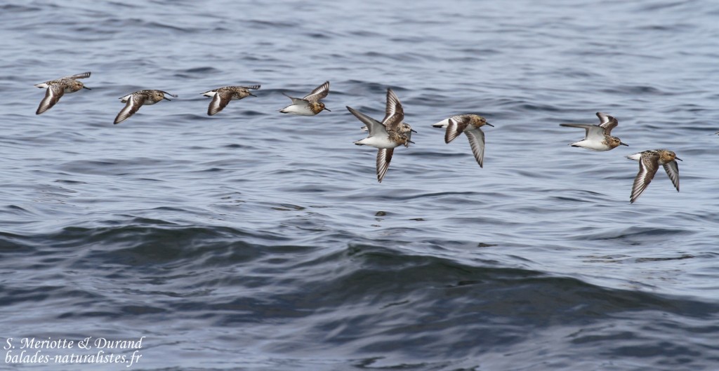 Bécasseaux sanderling, adultes nuptiaux