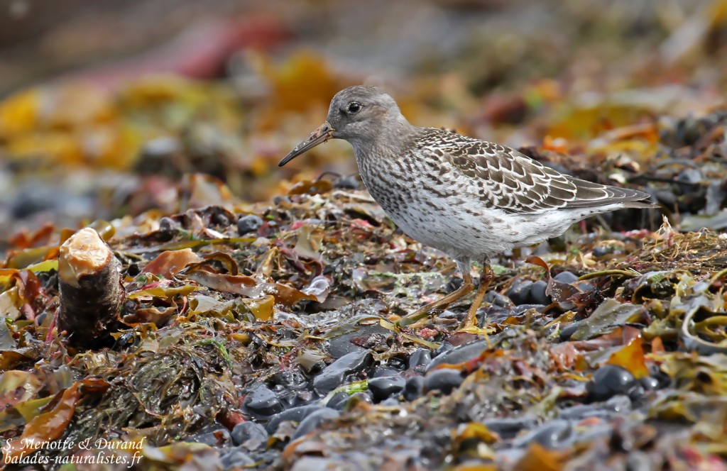 Bécasseau violet, jeune de l'année