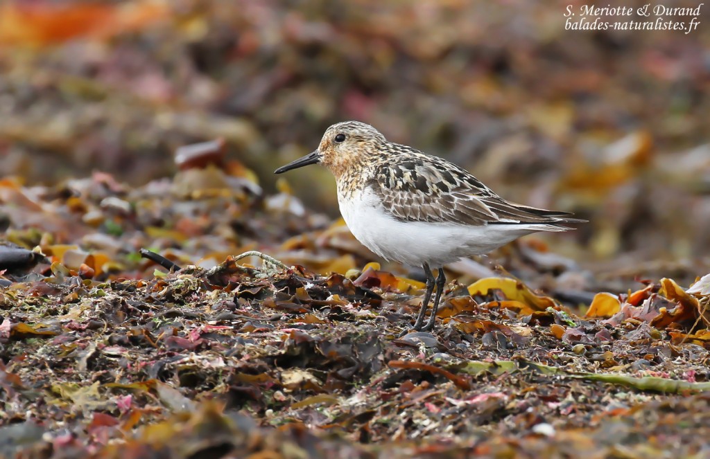 Bécasseau sanderling, plumage nuptial