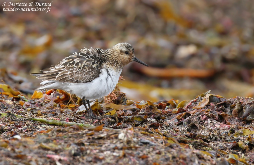 Bécasseau sanderling, plumage nuptial 
