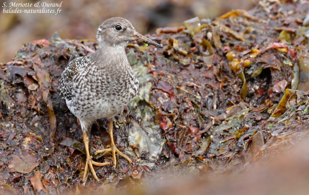 Bécasseau violet, jeune de l'année