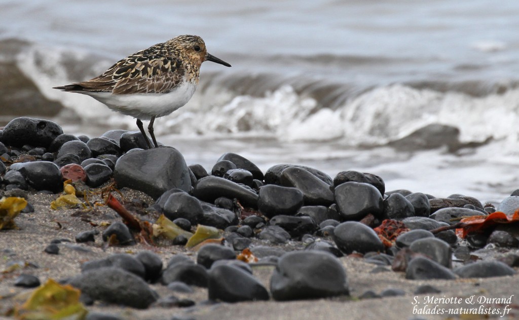 Bécasseau sanderling, plumage nuptial