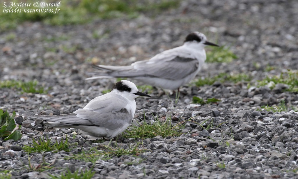 Sternes arctiques, plumage immature de 2ème été