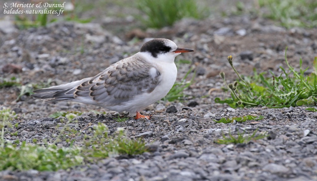 Jeune tout juste volant de Sterne arctique