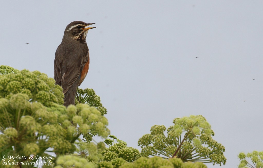 Grive mauvis, ssp Coburni, dans des ombellifères