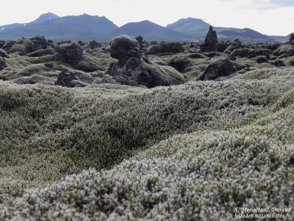 Tapis de mousses recouvrant un champ de lave aux formes torturées